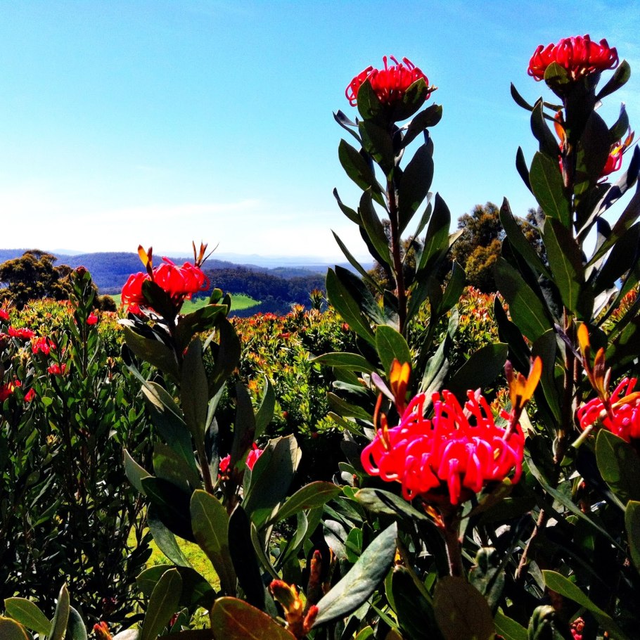 Дикие цветы