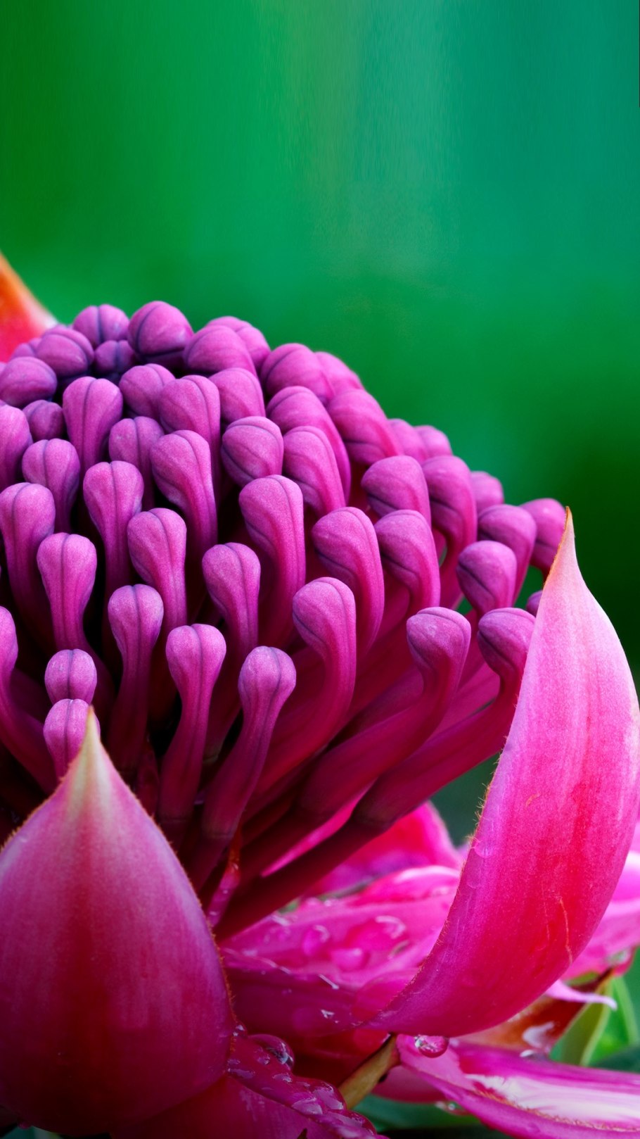 Варатта Waratah