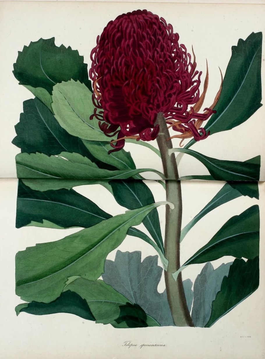 Telopea speciosissima