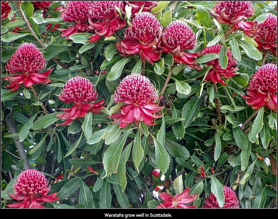 Подорожник Ботанический рисунок