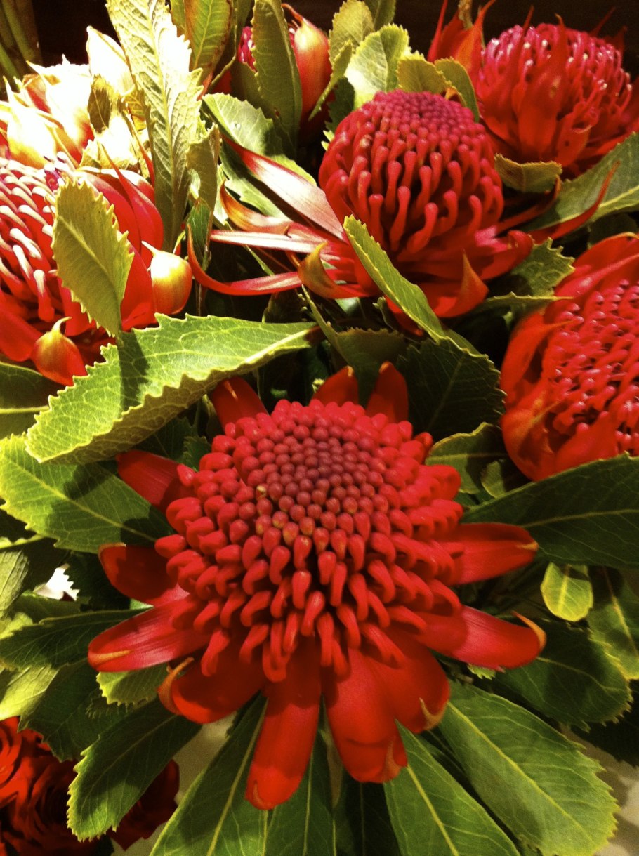 Телопея цветок