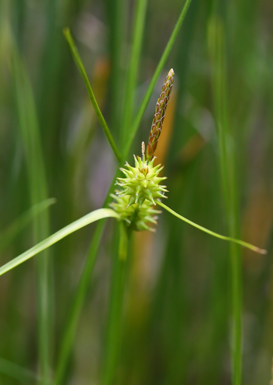 Carex tomentosa