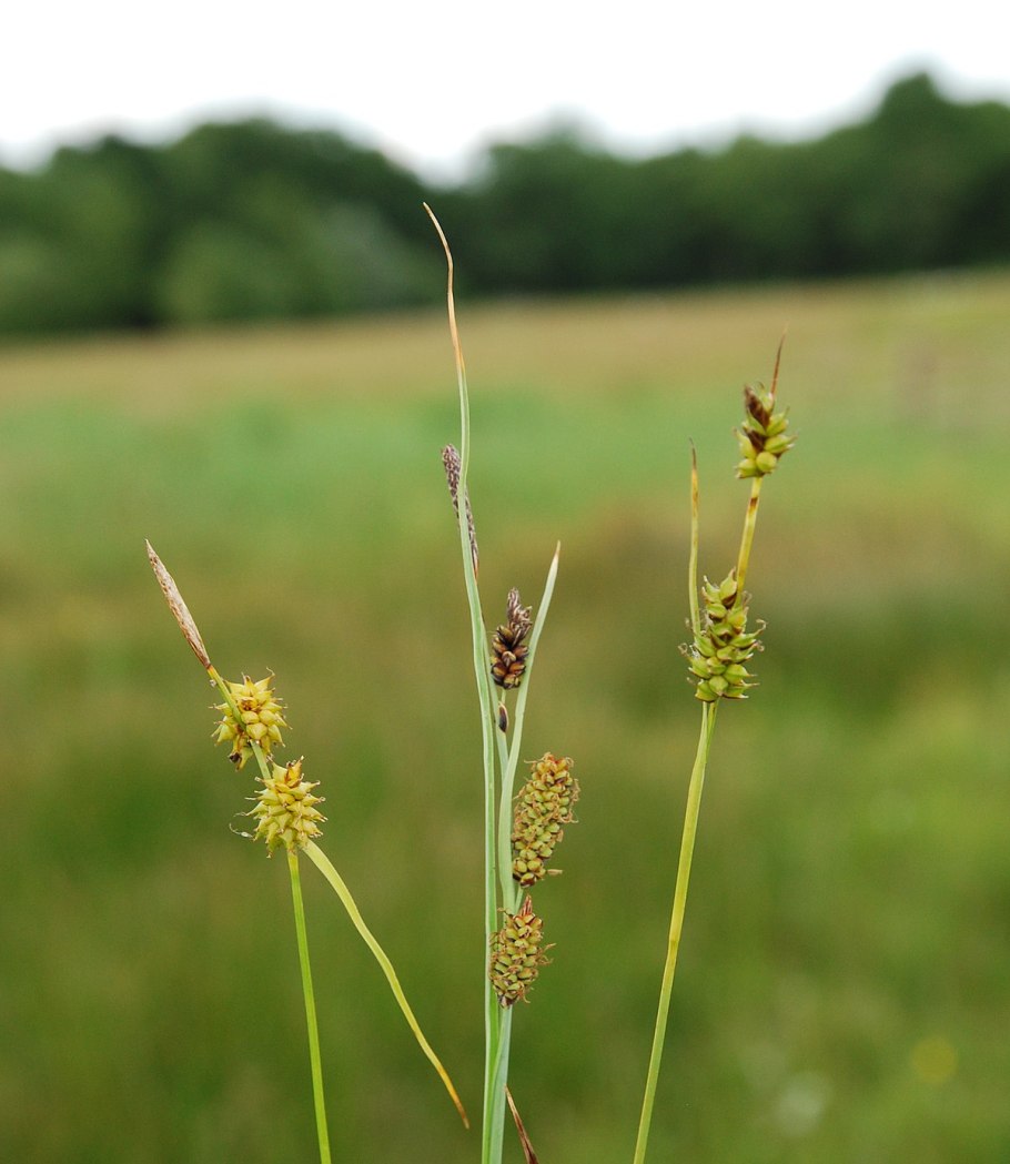 Carex caryophyllea