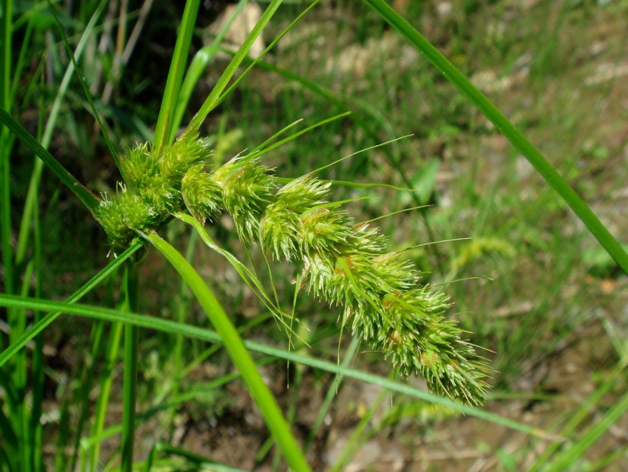 Carex panicea