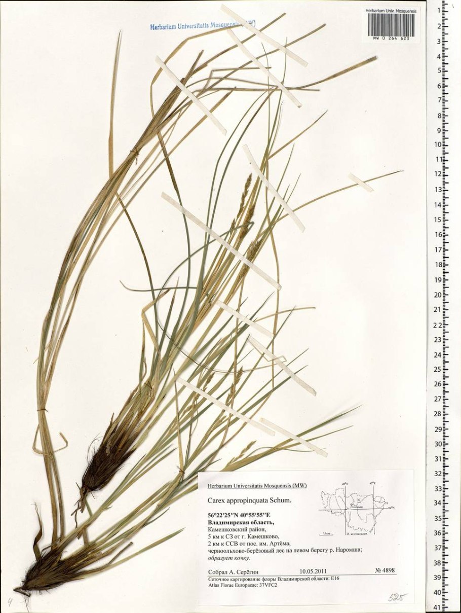 Осока войлочная