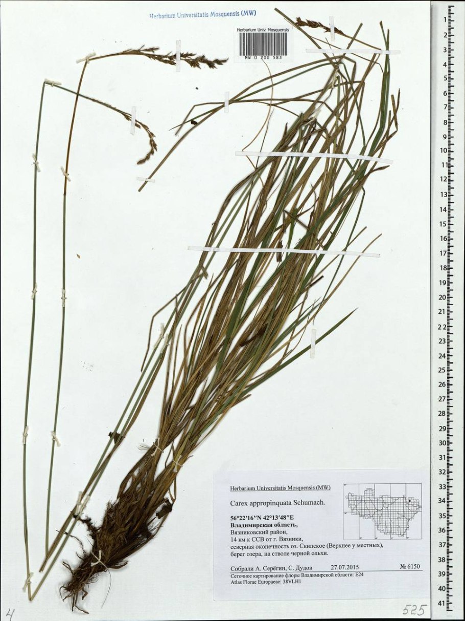 Строение цветков осоковых