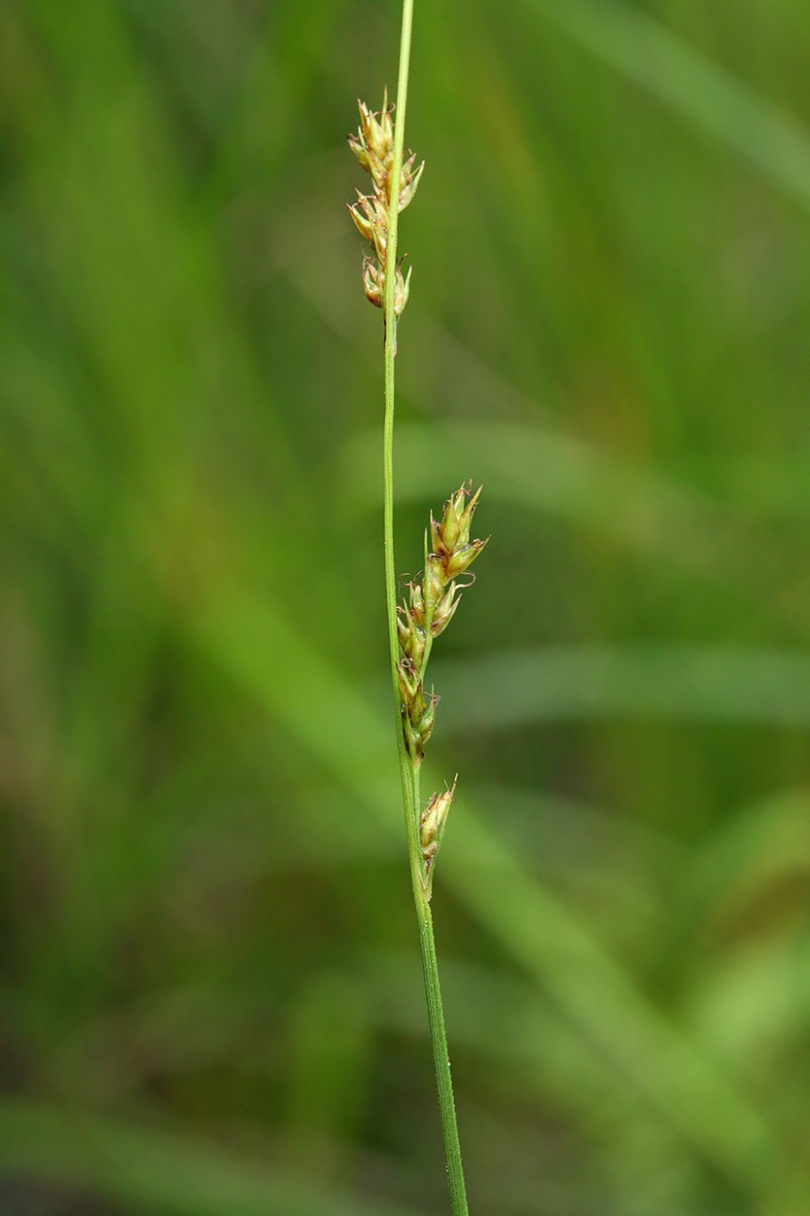 Carex Vulpina