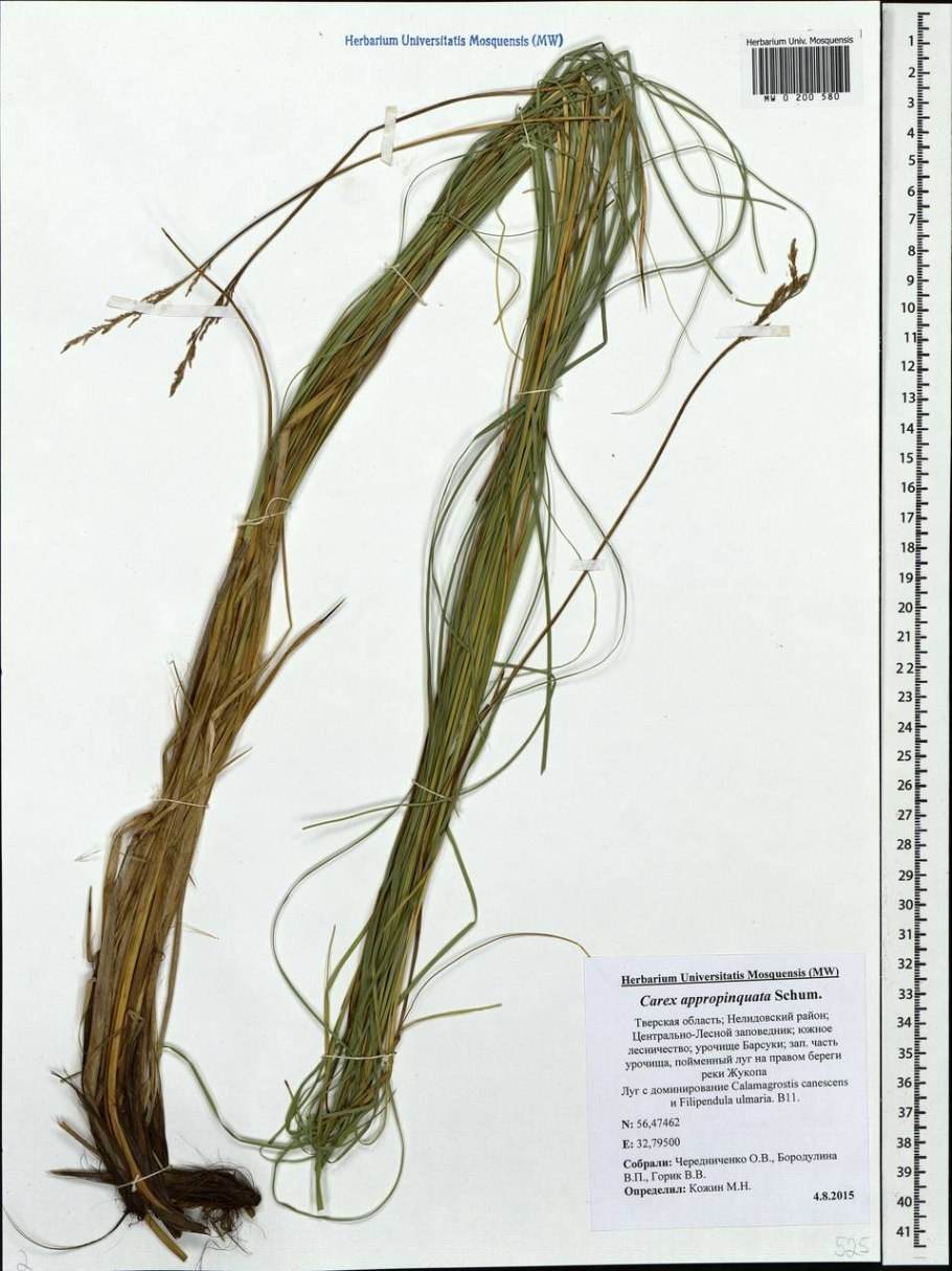 Осока гвоздичная