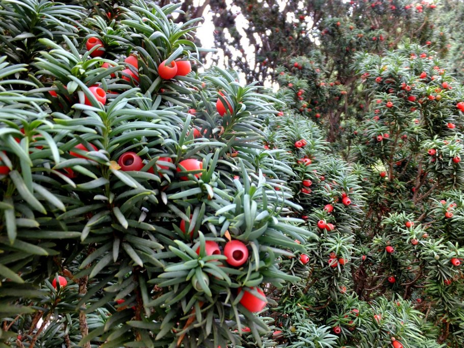 Тис ягодный Taxus baccata