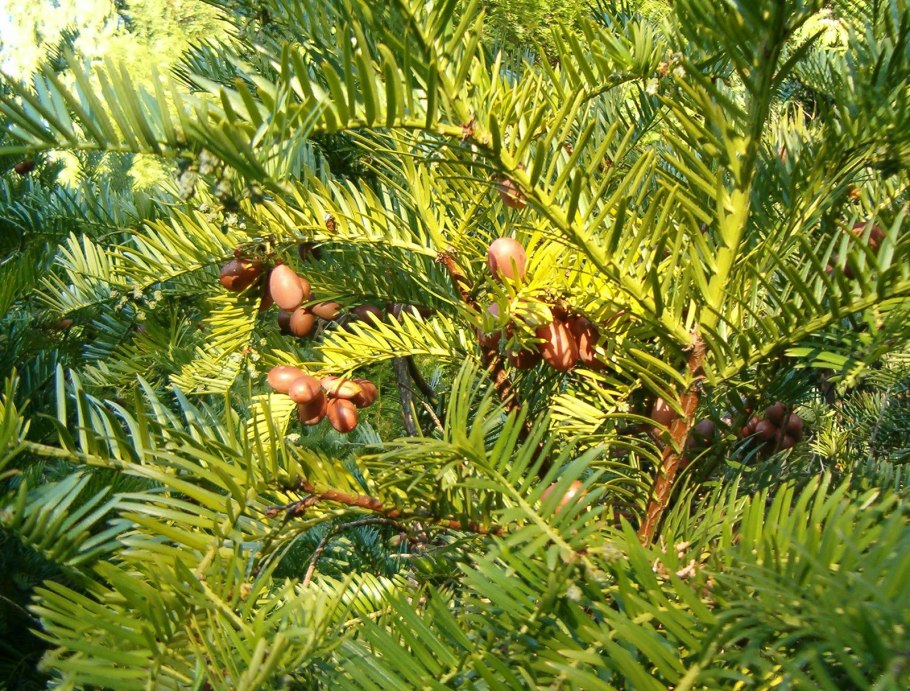 Тис канадский ягодный