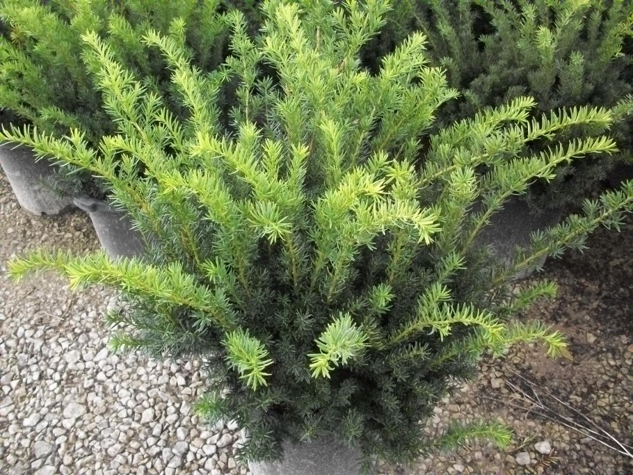 Тис ягодный Taxus baccata