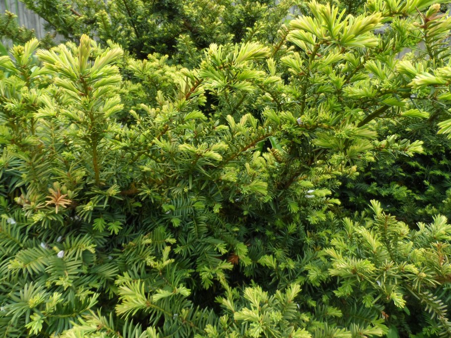 Тис ягодный "Taxus