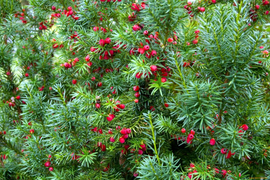 Тисс taxus baccata