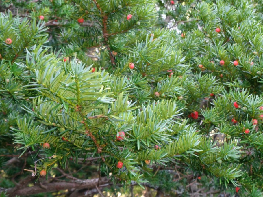 Тис ягодный Taxus baccata elegantissima
