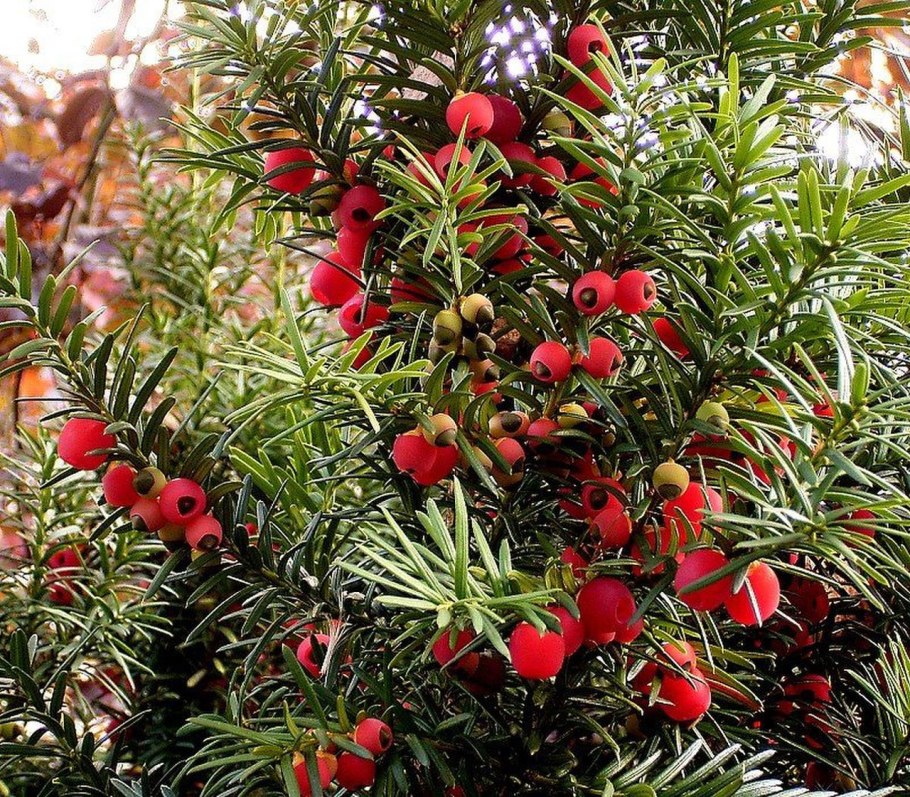 Тис ягодный taxus baccata