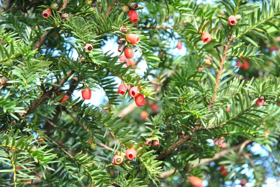 Тисс ягодный (Taxus baccata