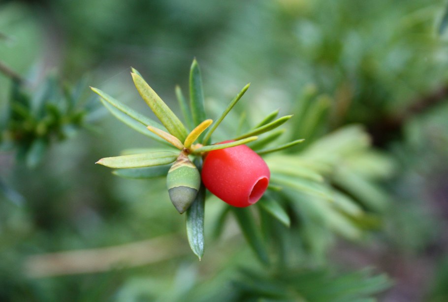 Тисс ягодный (taxus baccata