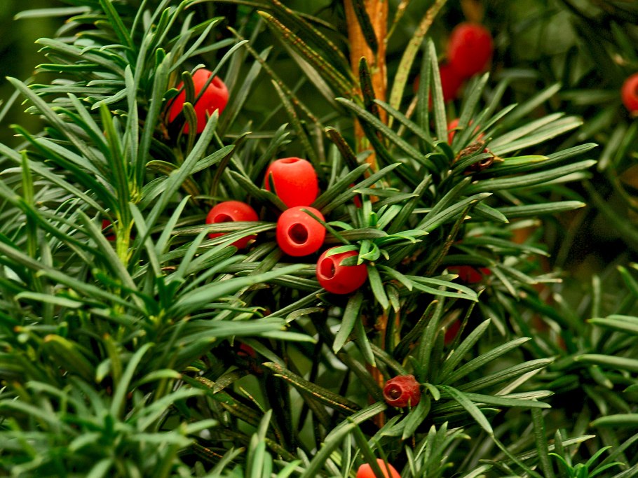 Тис ягодный taxus baccata