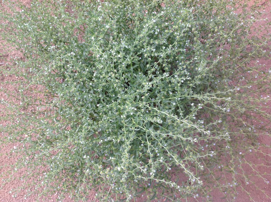 Мох , ритидиадельфус