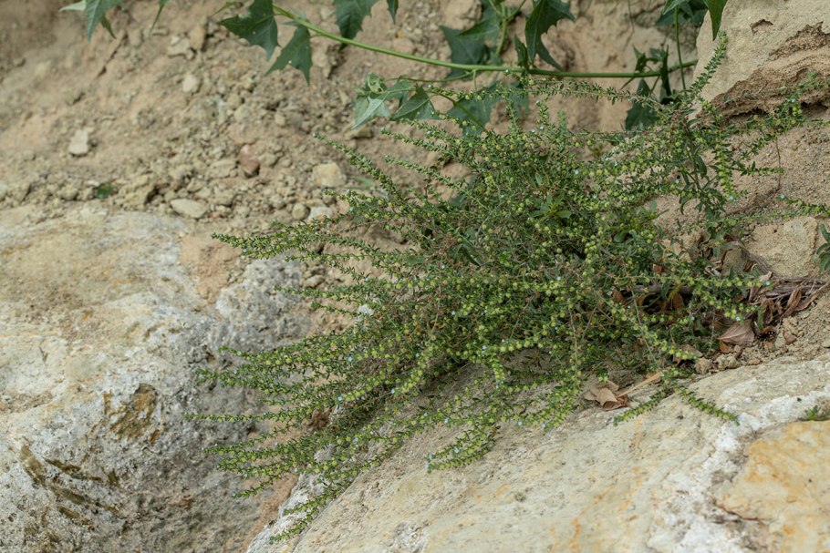 Lappula squarrosa (Retz.) Dumort. – Липучка оттопыренная