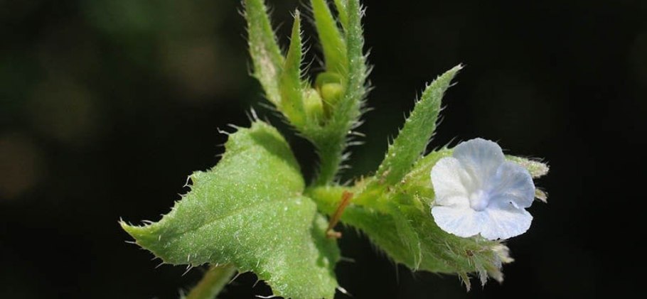 Подмаренник цепкий