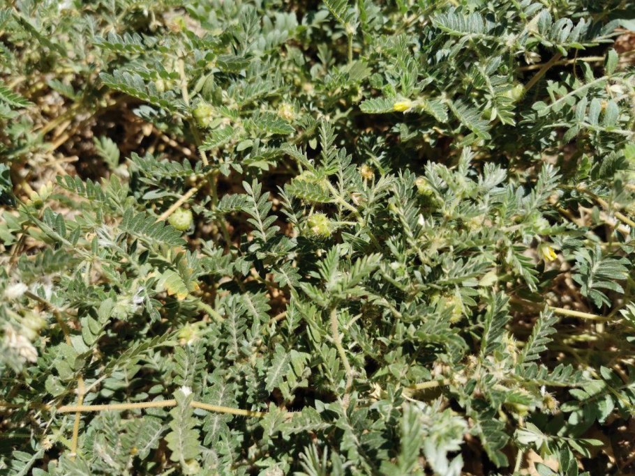 Липучка репейчатая