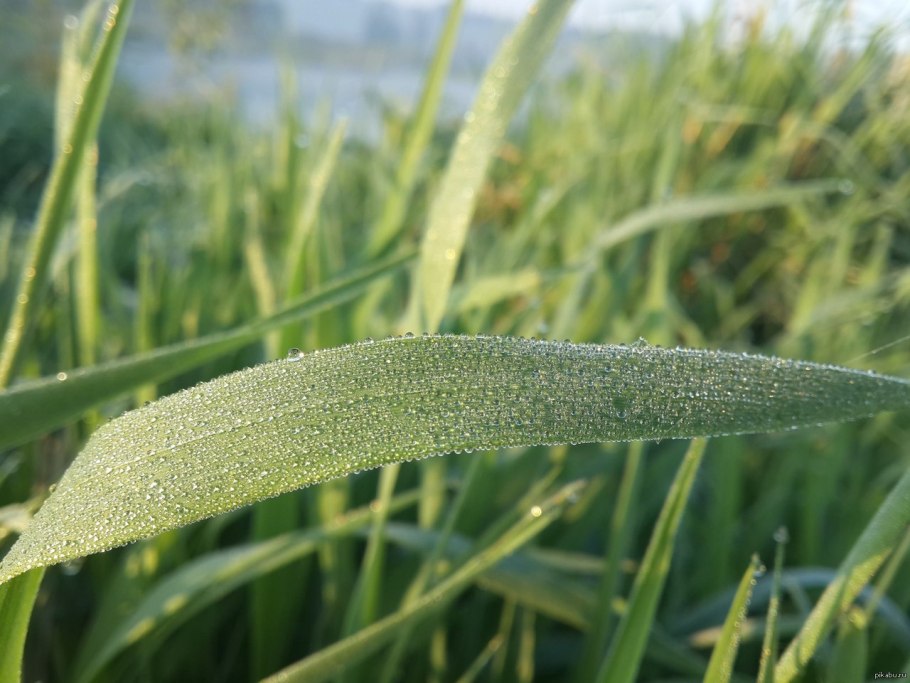 Сорные травы Василек