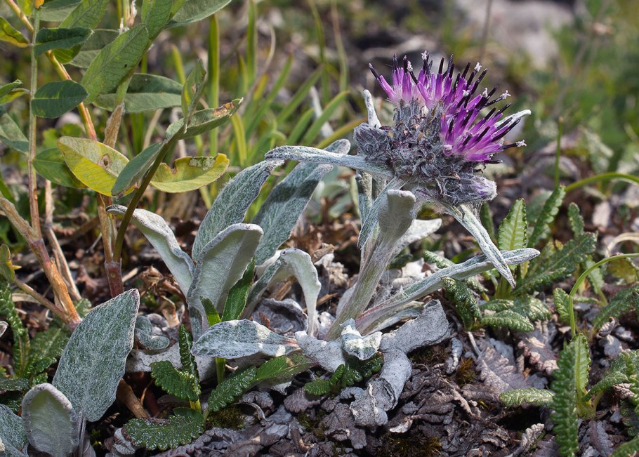 Липучка растопыренная