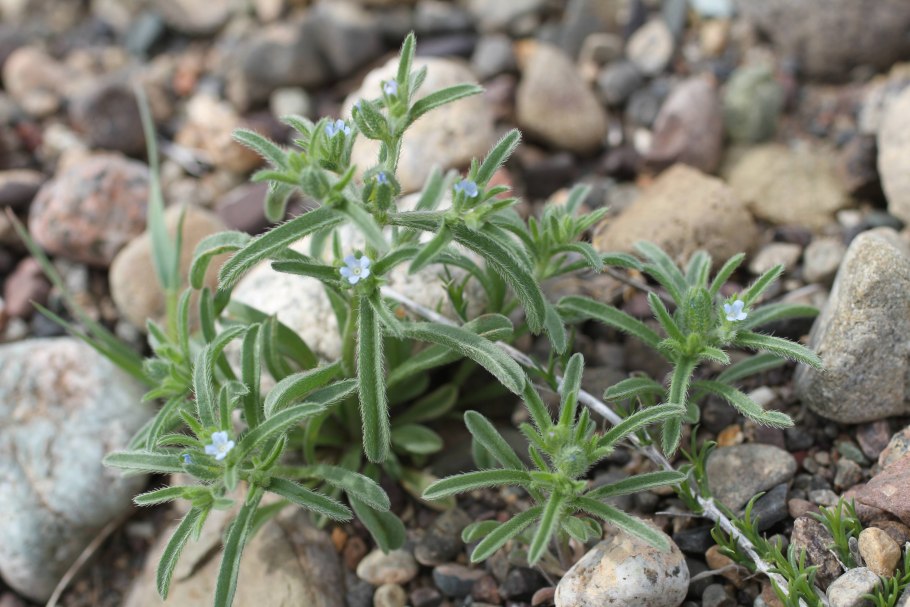 Lappula семена