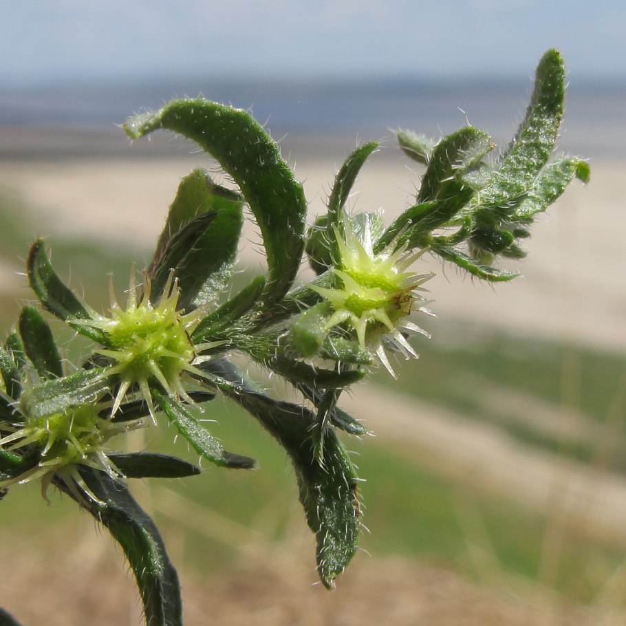 Опасный цветок липучка