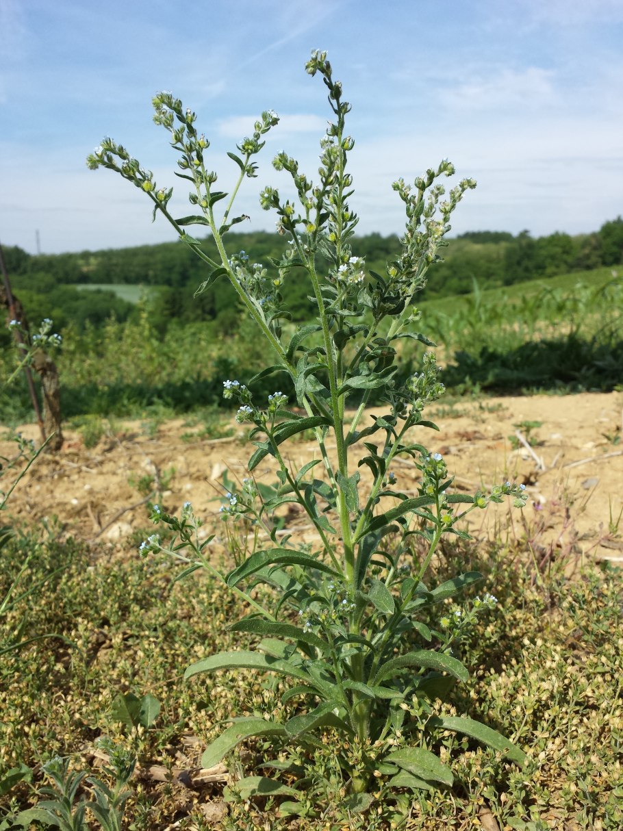 Липучка ежевидная