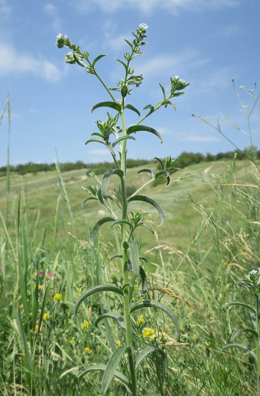 Роридула растение