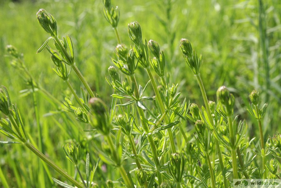 Кривоцвет полевой