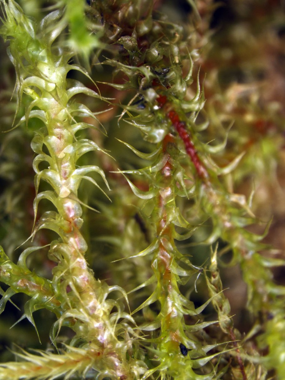 Липучка растопыренная