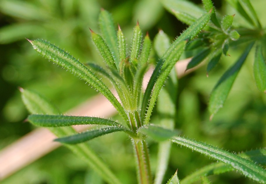 Липучка бороздчатая