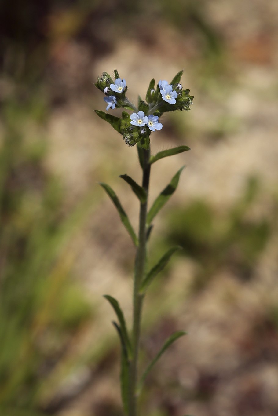 Репейник и липучка