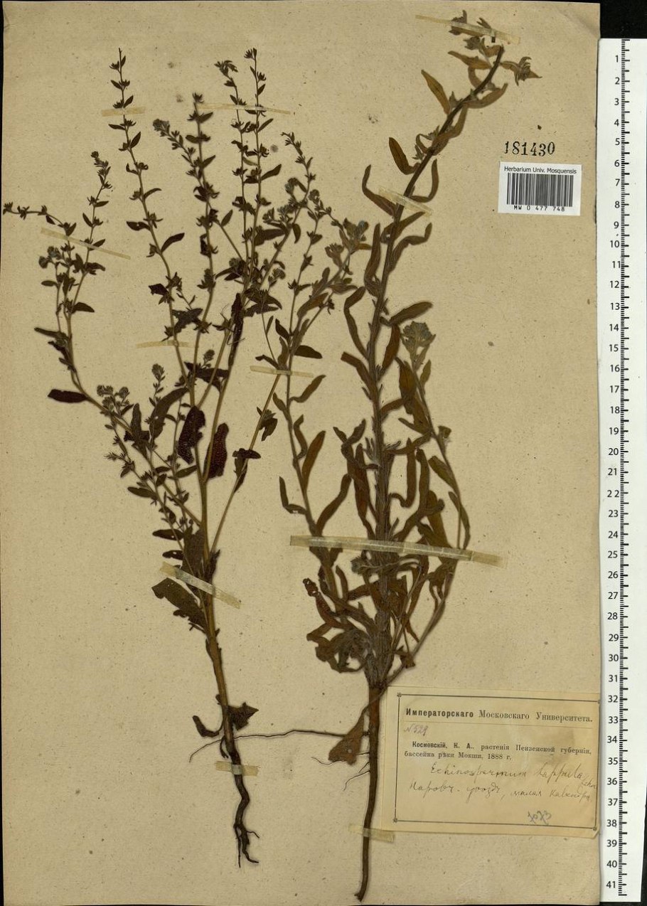 Липучка растопыренная (lappula squarrosa)