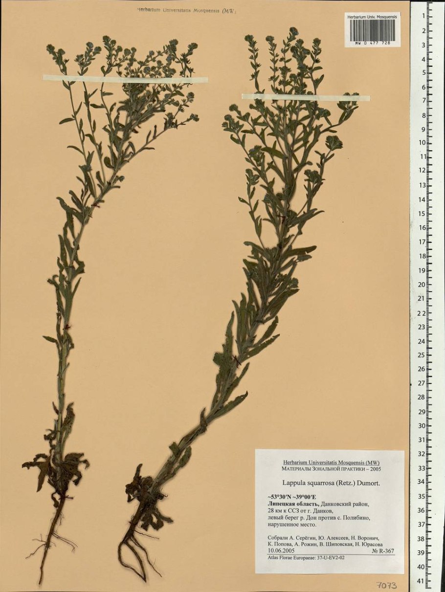 Ежовник куриное просо