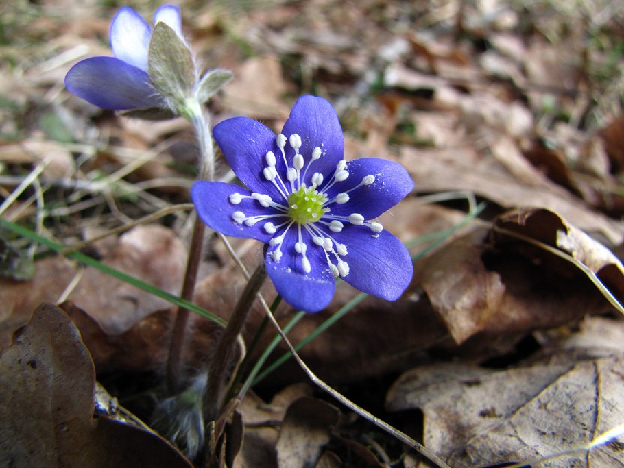 Печеночница в саду