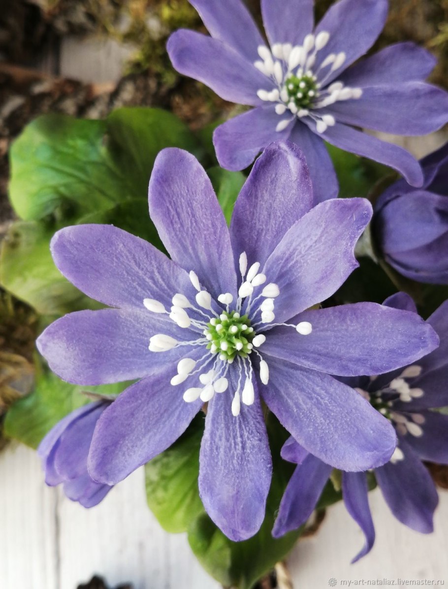 Первоцветы печеночница благородная