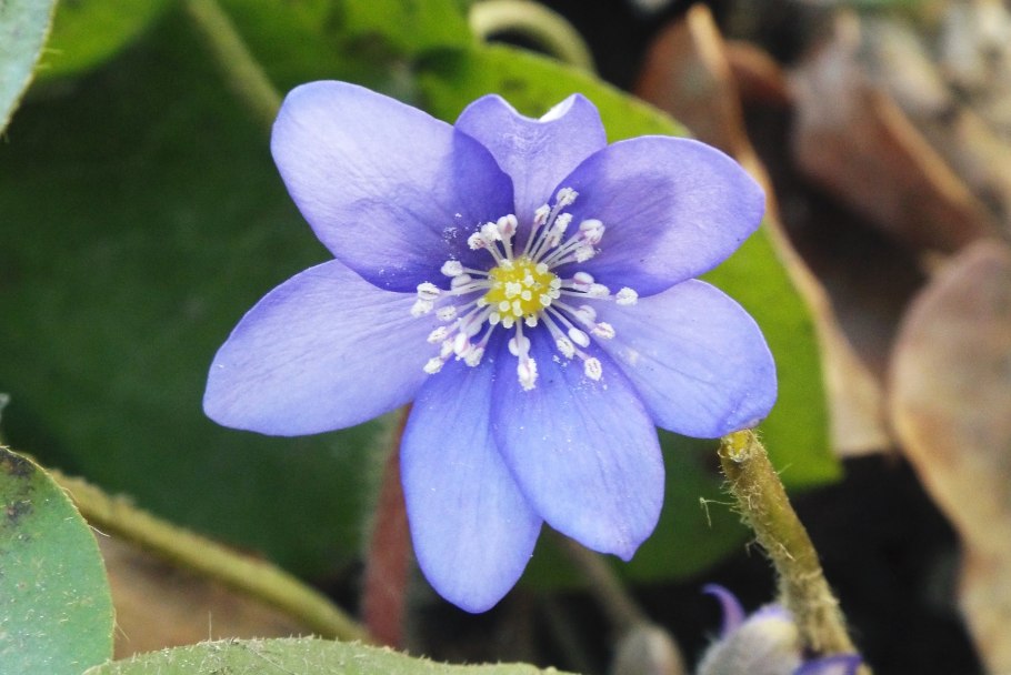 Печеночница благородная (hepatica Nobilis)