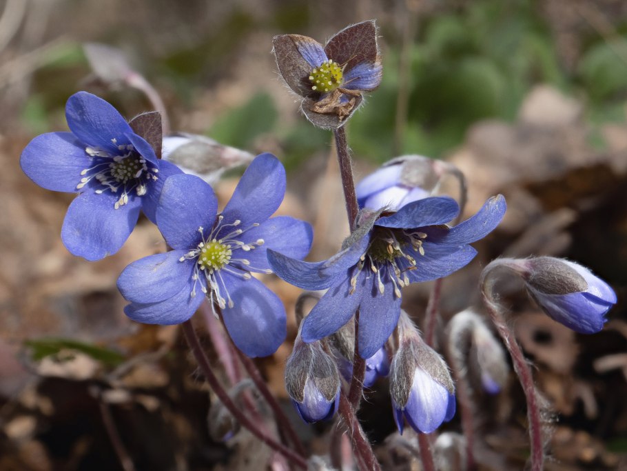 Печеночница благородная hepatica nobilis