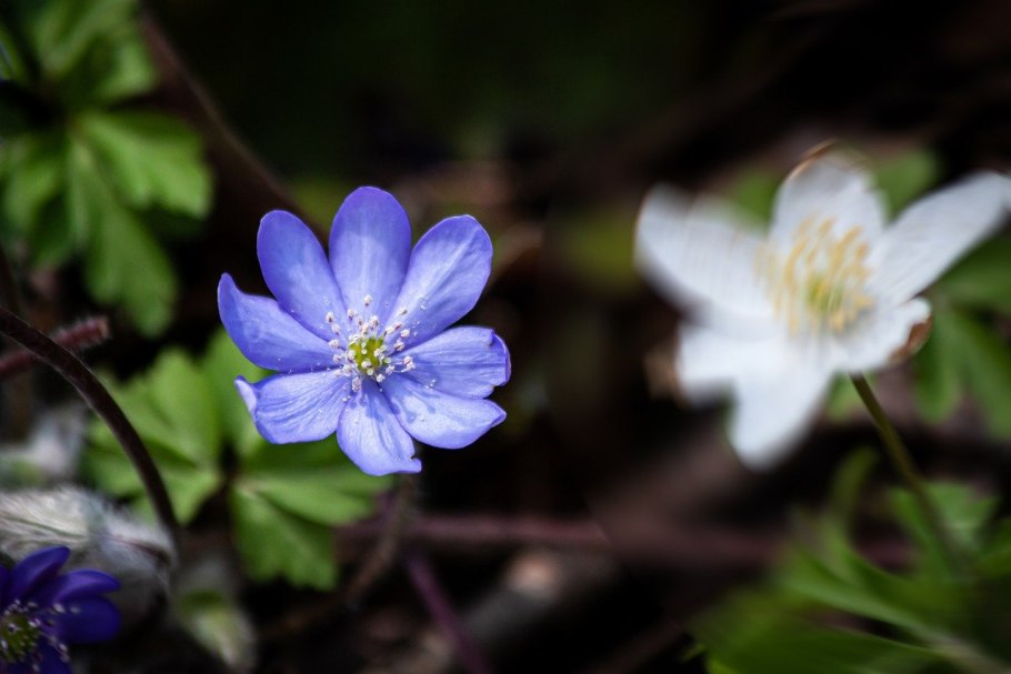 Hepatica nobilis