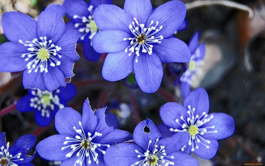 Печеночница азиатская