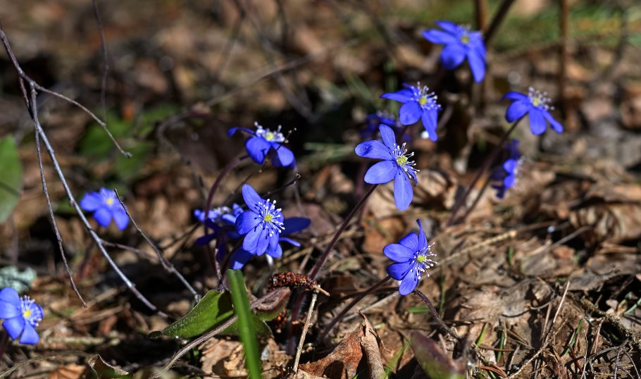 Печеночница благородная перелеска