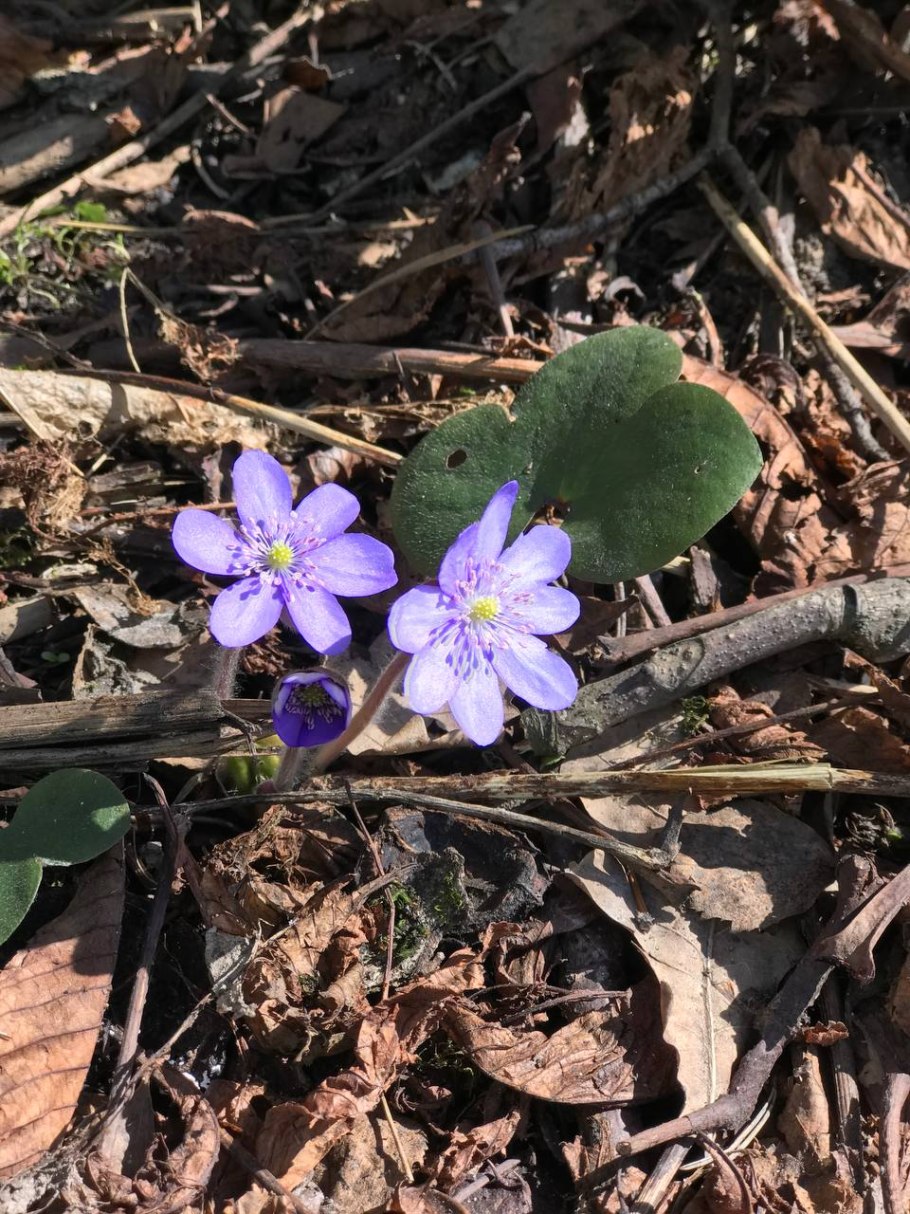 Печеночница растение