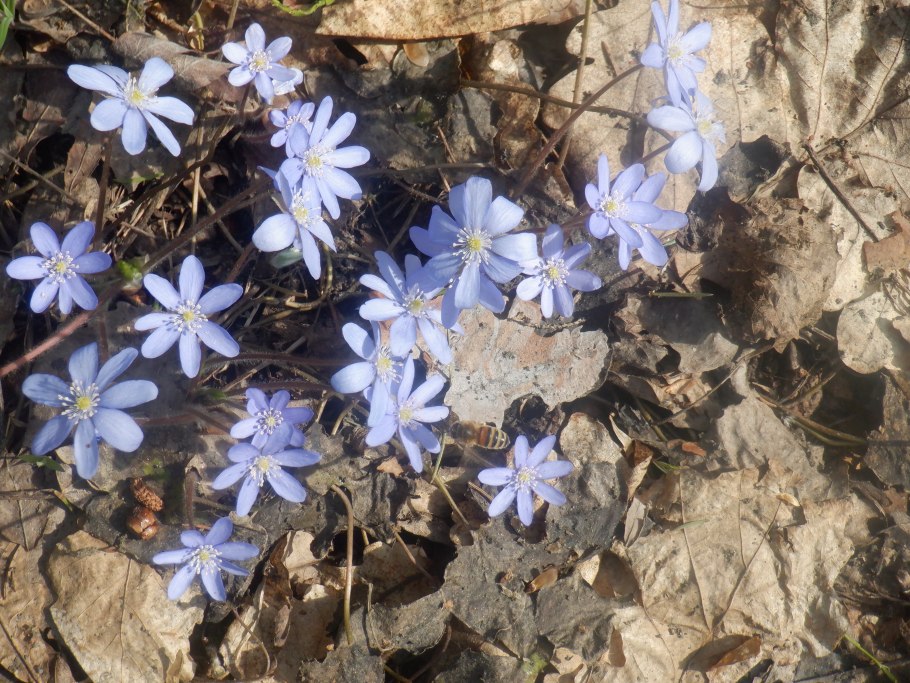 Цветок печеночница