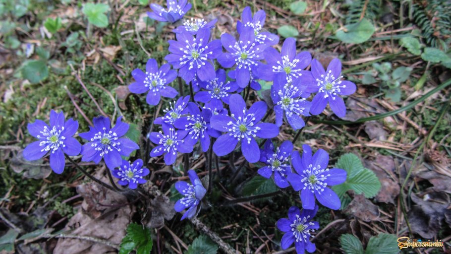 Печеночница псковская красавица