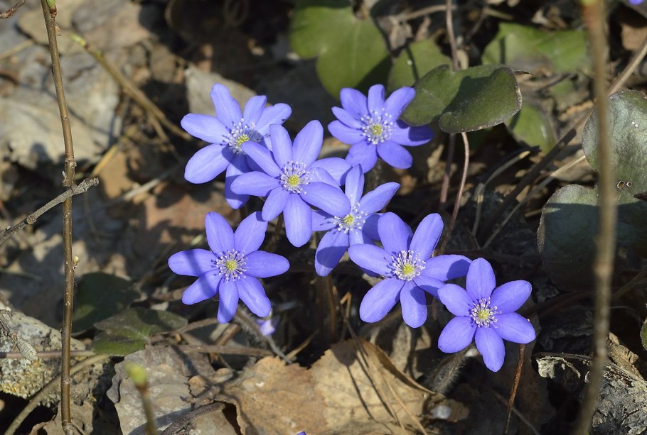 Печеночница (перелеска) обыкновенная