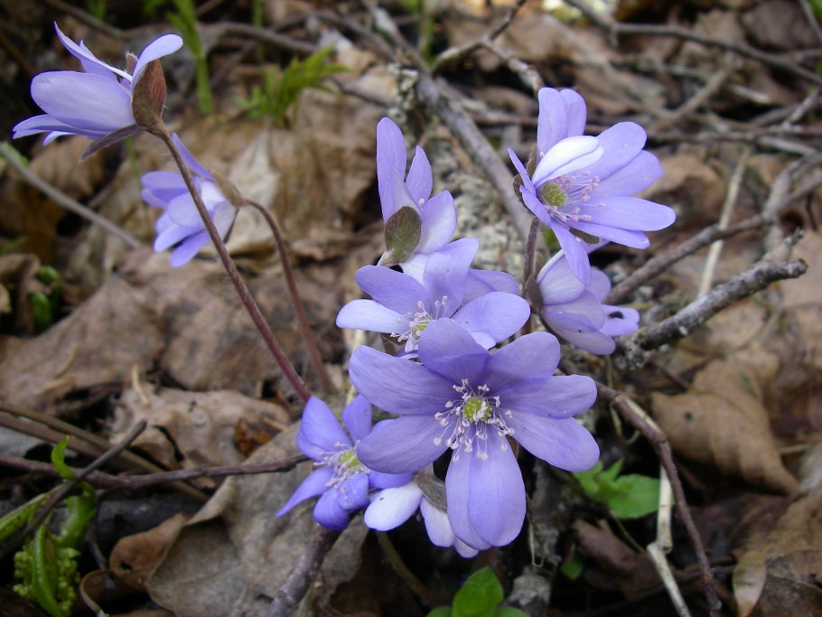 Первоцвет печеночница